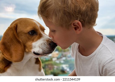Little Caucasian boy kisses the nose of his devoted dog friend. Love and true friendship between a child and a hunting dog - Shutterstock ID 2211344139