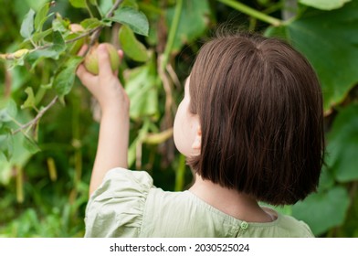 Little Caucasian Girl Picking Up Organic Apples From An Apple Tree. Small Kid Reaching To A Plant And Harvesting Fruits In A Fruit Garden, Field Or Orchard. Concept Of Horticulture, Farming With Kids.