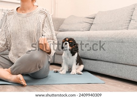 The little cavalier Charles King Spaniel puppy sits next to the hostess doing yoga at home