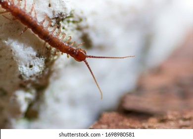 Little Centipede Or Chilopoda On Stone Floor