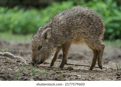 Little Chacoan Peccary In Zoo