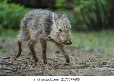 Little Chacoan Peccary In Zoo