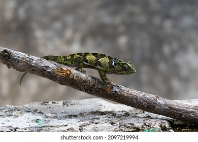 Little Chameleon In Jozani Forest