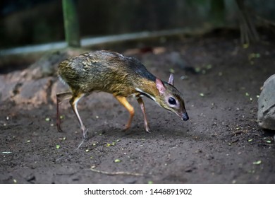 Little Chevrotains Chevrotains Mouse Deer Smallest Stock Photo 1446891902 Shutterstock Little Chevrotains Chevrotains Mouse Deer Smallest Stock Photo 1446891902 Shutterstock