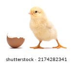 Little chick with egg shell isolated on white background