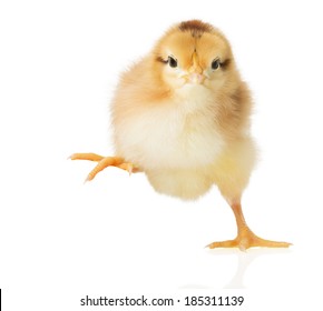 Little Chick On White Background