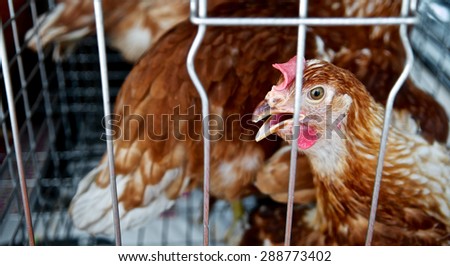 Little chicken or hen in the cages for sell in the market and bringing of epidemic, bird flu or health problems.
