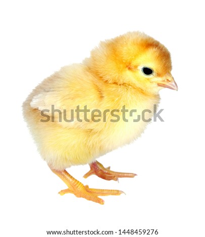 little chicken isolated on white. close up