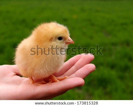 small chicken Life Easter