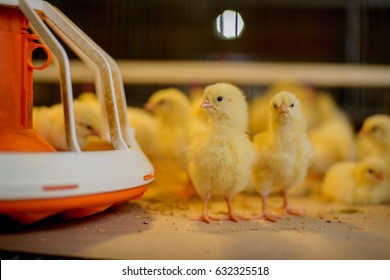 Little chickens in a farm