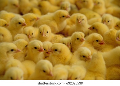 lot of little chickens in a farm