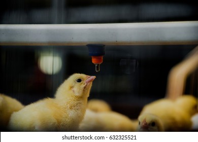 Little Chickens In A Farm Drinks Water