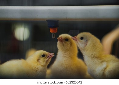 Little Chickens In A Farm Drinks Water