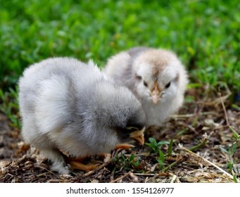 Little chickens on a background of green grass outdoors.