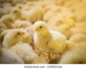 The little chickens in the smart farming. The animals farming business picture with yellow light