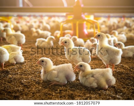 The little chickens in the smart farming. The animals farming business with feeding automation supply picture with yellow light Stockfoto © 