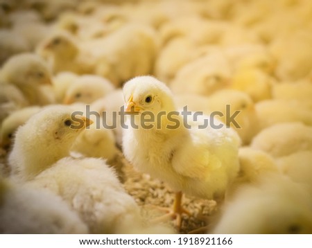The little chickens in the smart farming. The animals farming business picture with yellow light Stockfoto © 