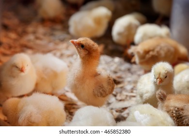 A Brood Of Chicks Images Stock Photos Vectors Shutterstock