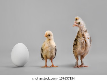 little chicks and white egg on grey background, growth progress concept