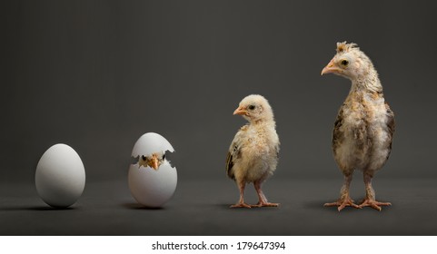 little chicks and white egg on grey background, growth progress concept