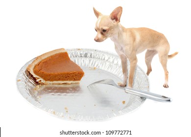 Little Chihuahua Dog Standing On Pie Tin Staring At The Last Pumpkin Pice At Thanksgiving On A White Background