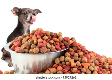 Little Chihuahua Licks His Nose While Looking At Large Bowl Of Dog Food Too Big For Him