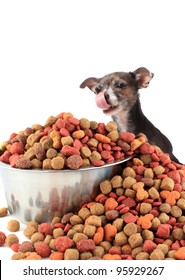 Little Chihuahua Licks His Nose While Looking At Large Bowl Of Dog Food Too Big For Him