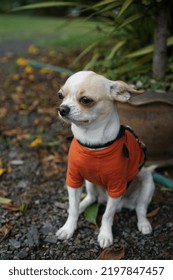 A Little Chihuahua Walking In The Garden