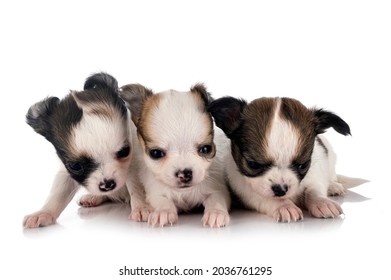 Three Chihuahua High Res Stock Images Shutterstock