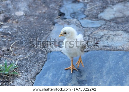 Little chik standing on a rock