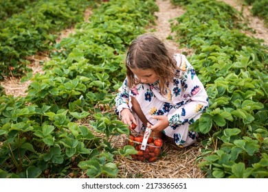 Little Child Girl Eating Strawberries. Picking Strawberry On Fruit Farm Field On Sunny Summer Day. Kids Pick Fresh Ripe Organic Strawberry In White Basket On Pick Your Own Berry Plantation