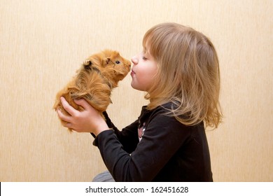 子どもがモルモットにキスをします 動物を愛するというコンセプト 写真素材 Shutterstock
