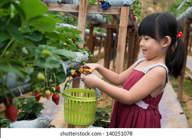 Little child is plucking strawberry in farm - Powered by Shutterstock