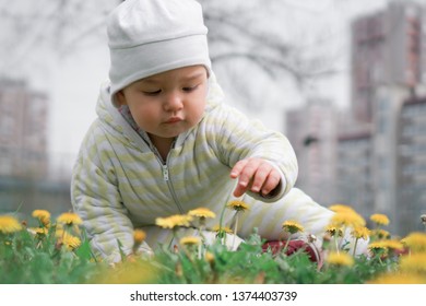 Little Child Sitting In Grass Picking Flowers. Kid In Flower Meadow Reaching Towards Camera For A Yellow Dandelion. Toddler Playing Outdoors In Park With Urban City Background On Sunny Day.