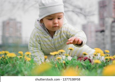 Little Child Sitting In Grass Picking Flowers. Kid In Flower Meadow Reaching Towards Camera For A Yellow Dandelion. Toddler Playing Outdoors In Park With Urban City Background On Sunny Day.