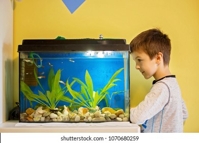 Little Child, Studying Fishes In A Fish Tank, Aquarium At Home In Kids Room