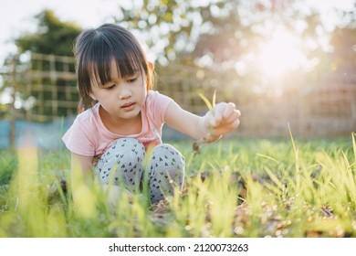 Little Children Play And Exploring In The Garden With Thier Planting Vegetables. Concept For Happy Life With Eco Friendly Gardening And Sustainable Living By Grow Your Own Food At Home.