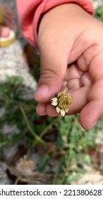 Little Child's Hand Holding A Beautiful Tridax Procumbens Flower Plant. Macro Photography. Natural Light