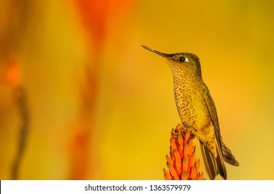 Little chilean hummingbirds