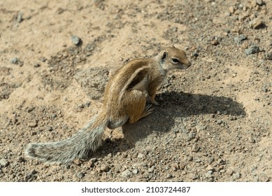 Little Chipmunk Among The Stones 