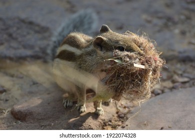 Little Chipmunk Is Building A Nest