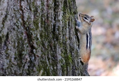 Little Chipmunk Climbing A Tree