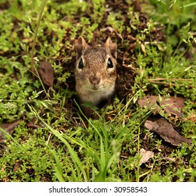 Little Chipmunk Coming Out Of His Burrow Hole