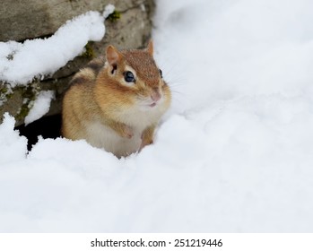 Little Chipmunk Digging Out Of The Snow