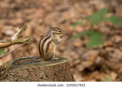 Little Chipmunk Enjoying A Nut