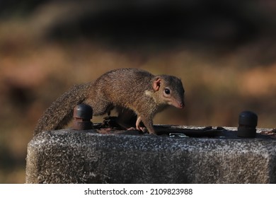 Little Chipmunk In The Forest