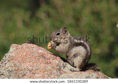 A little chipmunk, or ground squirrel, nibbles on a piece of nut. Bokeh background with coarse rock foreground. Chipmunk eating nut on a peach colored rocky surface. 