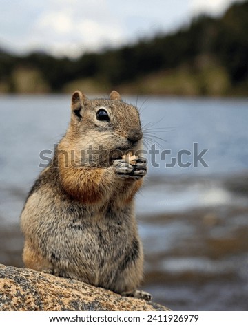 A little chipmunk, or ground squirrel, nibbles on a piece of nut. Bokeh background  of lake and hillside with coarse rock foreground. Chipmunk eating nut on a rocky surface. Pale sky with blue lake.