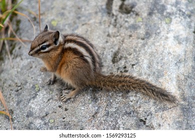 Little Chipmunk Twitch