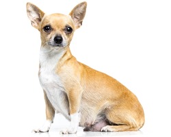 little chiuhauha, an Animal Photo by immfocus studio